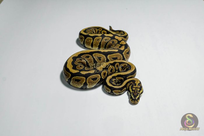 5410-3-1.jpg 5410 0.1 SPOTNOSE HET CLOWN - Image 3