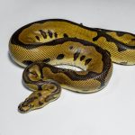 5412 1.0 LEOPARD GRAVEL CLOWN