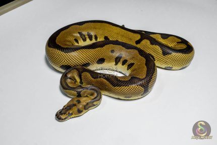 5412 1.0 LEOPARD GRAVEL CLOWN