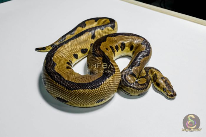 5412 1.0 LEOPARD GRAVEL CLOWN - Image 2