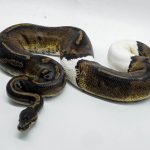 5413 1.0 LEOPARD BLACKHEAD PIEBALD