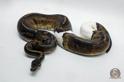5413 1.0 LEOPARD BLACKHEAD PIEBALD