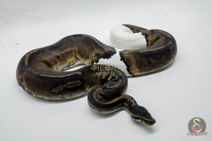 5413-2-1.jpg 5413 1.0 LEOPARD BLACKHEAD PIEBALD - Image 2