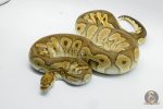 5414 0.1 REDSTRIPE YELLOW BELLY LEOPARD HET HYPO