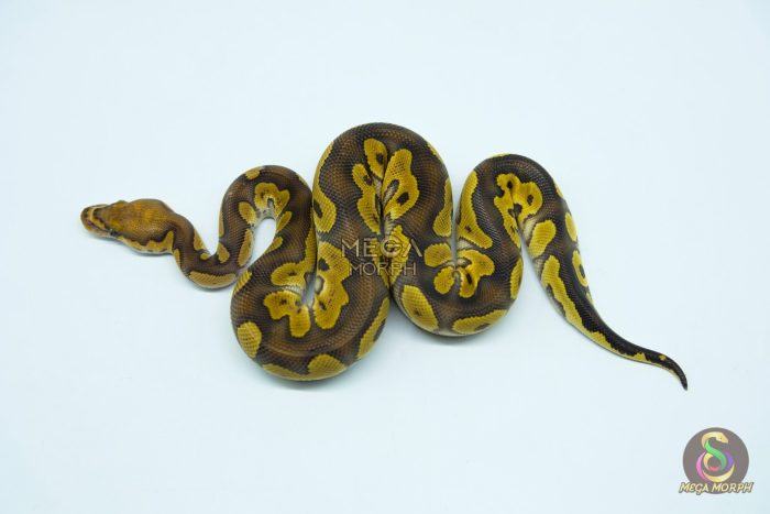 5415 1.0 PHANTOM CLOWN - Image 2