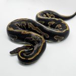 5416 0.1 LEOPARD BLACKHEAD DOUBLE HET CLOWN PIEBALD