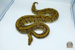 5417 0.1 ENCHI CYPRESS (PROVEN BREEDER)