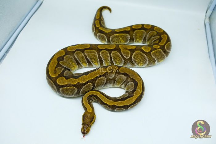 5417 0.1 ENCHI CYPRESS (PROVEN BREEDER) - Image 2