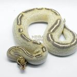 5418 0.1 FREEWAY HET PIEBALD