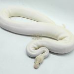 5419 0.1 ORANGE DREAM IVORY HET PIEBALD