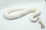 5419 0.1 ORANGE DREAM IVORY HET PIEBALD - Image 2