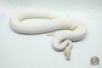 5419 0.1 ORANGE DREAM IVORY HET PIEBALD - Image 3