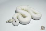 5420 0.1 ORANGE DREAM IVORY HET PIEBALD