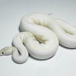 5420 0.1 ORANGE DREAM IVORY HET PIEBALD