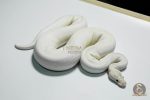 5420 0.1 ORANGE DREAM IVORY HET PIEBALD - Image 2