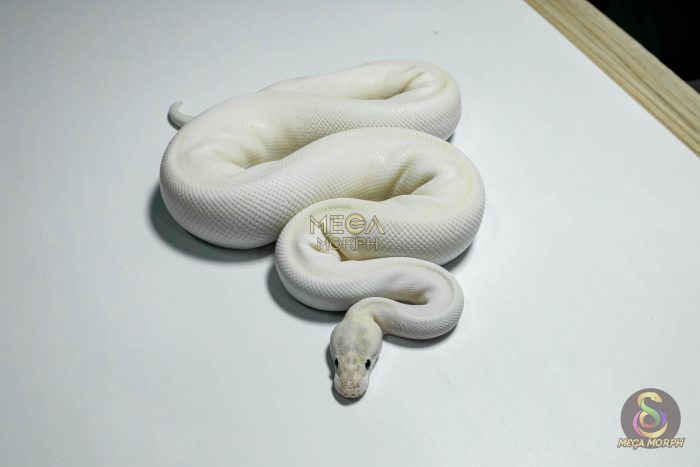 5420-3-1.jpg 5420 0.1 ORANGE DREAM IVORY HET PIEBALD - Image 3