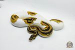 5422 1.0 LEOPARD YELLOW BELLY PIEBALD HET CLOWN (PARADOX)