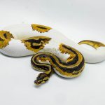 5422 1.0 LEOPARD YELLOW BELLY PIEBALD HET CLOWN (PARADOX)