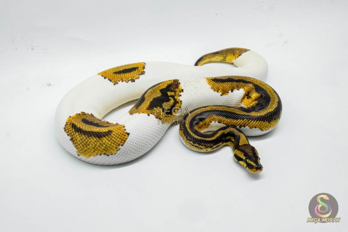 5422 1.0 LEOPARD YELLOW BELLY PIEBALD HET CLOWN (PARADOX) - Image 2