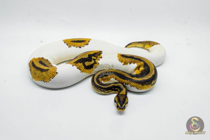 5422 1.0 LEOPARD YELLOW BELLY PIEBALD HET CLOWN (PARADOX) - Image 3
