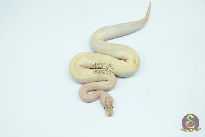 5423 0.1 IVORY DOUBLE HET CLOWN PIEBALD - Image 2