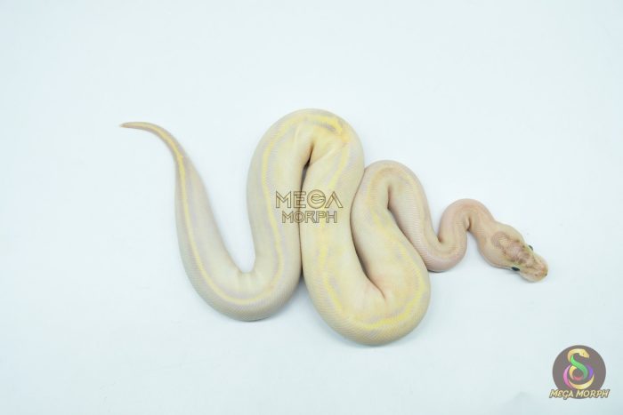 5423 0.1 IVORY DOUBLE HET CLOWN PIEBALD - Image 3