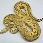 5511 0.1 FIRE PASTEL CLOWN (Proven breeder)