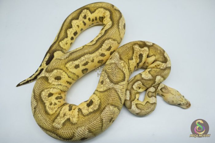 5511 0.1 FIRE PASTEL CLOWN (Proven breeder) - Image 2
