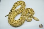 5511 0.1 FIRE PASTEL CLOWN (Proven breeder) - Image 3