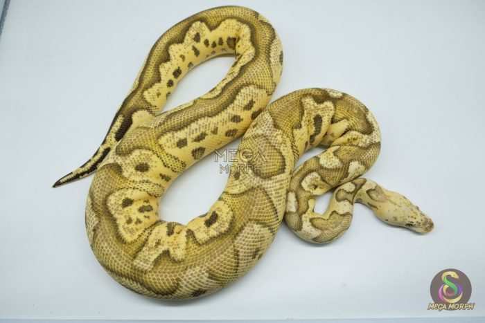 5511 0.1 FIRE PASTEL CLOWN (Proven breeder) - Image 3