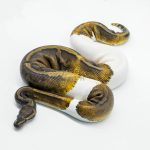 5608 0.1 GHI PIEBALD