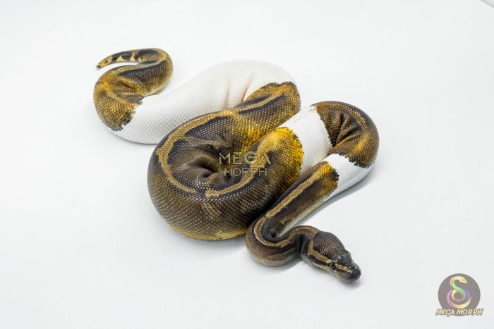 5608 0.1 GHI PIEBALD - Image 2