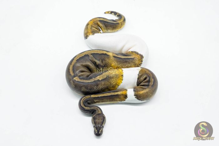 5608 0.1 GHI PIEBALD - Image 3