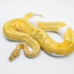 5614 0.1 BANANA PIEBALD