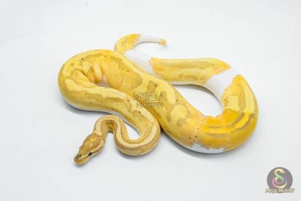 5614 0.1 BANANA PIEBALD
