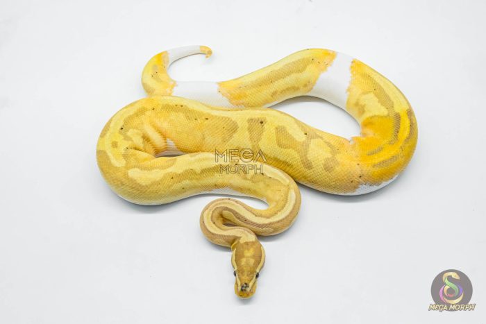 5614 0.1 BANANA PIEBALD - Image 2