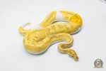 5614 0.1 BANANA PIEBALD - Image 3