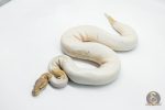 5616 1.0 BANANA BLACK PASTEL PIEBALD (FEMALE MAKER)