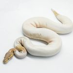 5616 1.0 BANANA BLACK PASTEL PIEBALD (FEMALE MAKER)