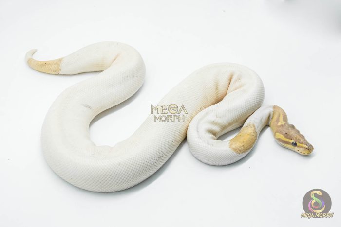 5616 1.0 BANANA BLACK PASTEL PIEBALD (FEMALE MAKER) - Image 2