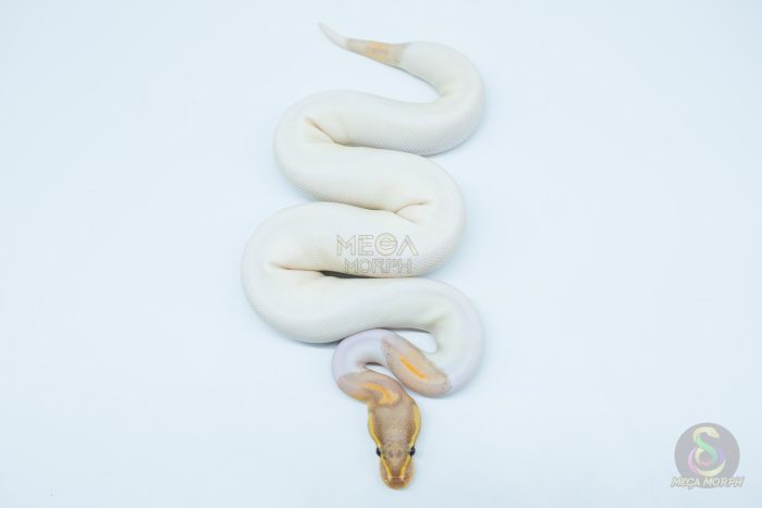 5616 1.0 BANANA BLACK PASTEL PIEBALD (FEMALE MAKER) - Image 3