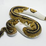 5619 0.1 BLACKHEAD YELLOW BELLY PIEBALD