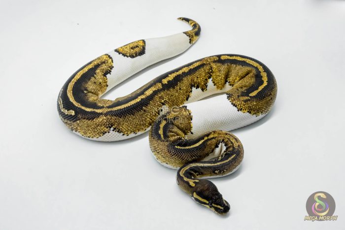 5619 0.1 BLACKHEAD YELLOW BELLY PIEBALD - Image 3