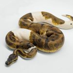 5622 1.0 BLACKHEAD ENCHI PIEBALD