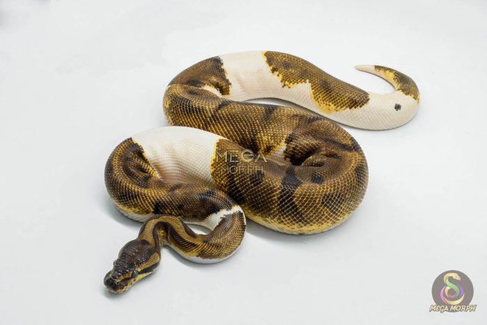 5622-1-1.jpg 5622 1.0 BLACKHEAD ENCHI PIEBALD - Image 1