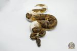 5622 1.0 BLACKHEAD ENCHI PIEBALD - Image 2