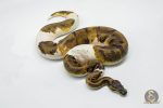 5622 1.0 BLACKHEAD ENCHI PIEBALD - Image 3