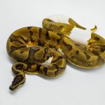 5623 0.1 ORANGE DREAM YELLOW BELLY PIEBALD