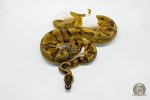 5623 0.1 ORANGE DREAM YELLOW BELLY PIEBALD - Image 2