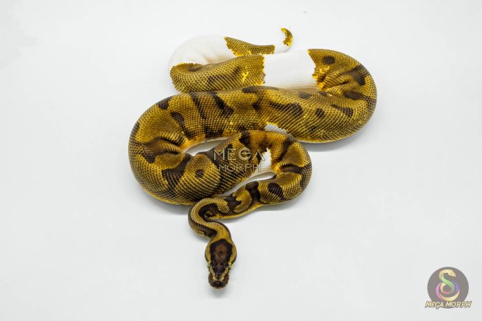 5623 0.1 ORANGE DREAM YELLOW BELLY PIEBALD - Image 2